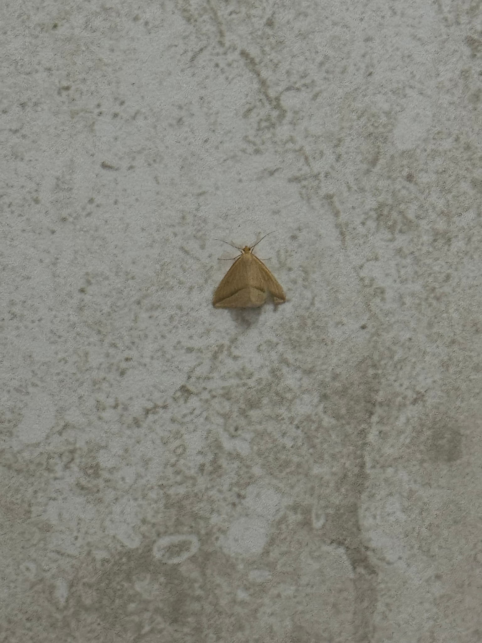 The original moth observed by AiForm's founder on a wall in Pretoria